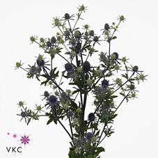 <h4>Eryngium Blue Glitter</h4>