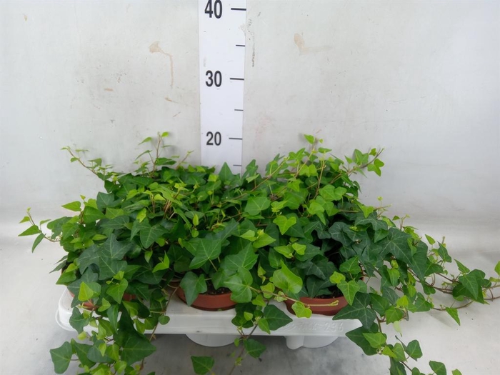 <h4>Hedera helix 'Anna'</h4>