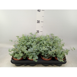 Sedum sieboldii
