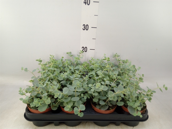 <h4>Sedum sieboldii</h4>