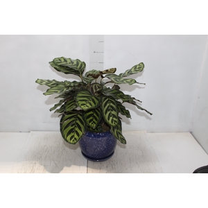 COQ. PLANTAS ORN. T6