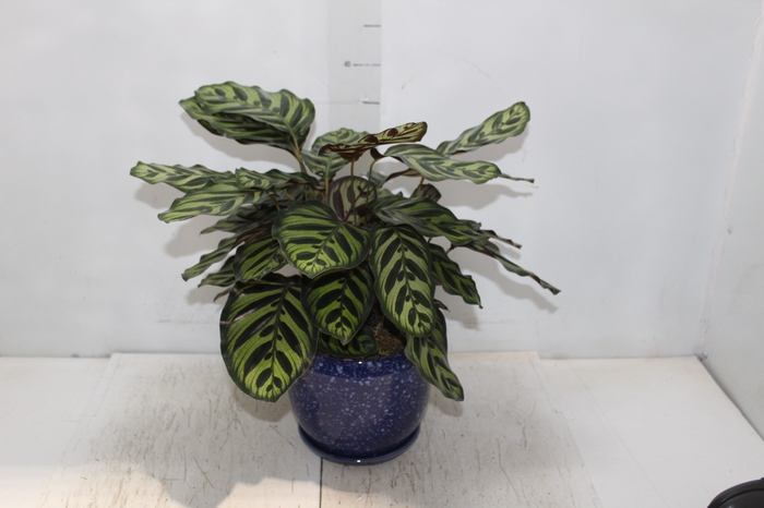 <h4>COQ. PLANTAS ORN. T6</h4>