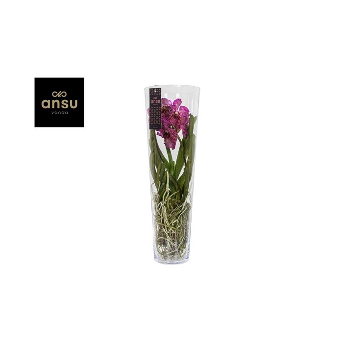 <h4>Vanda Lisanne 70 Pink/Cerise/Fuchsia</h4>