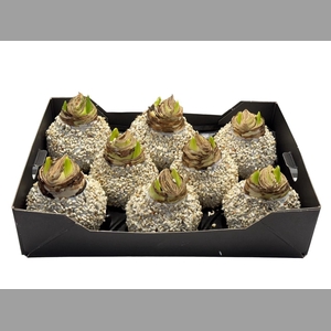 AMARYLLIS NATURAL - WHITE