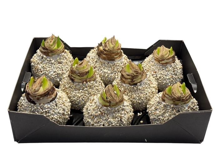 <h4>AMARYLLIS NATURAL - WHITE</h4>