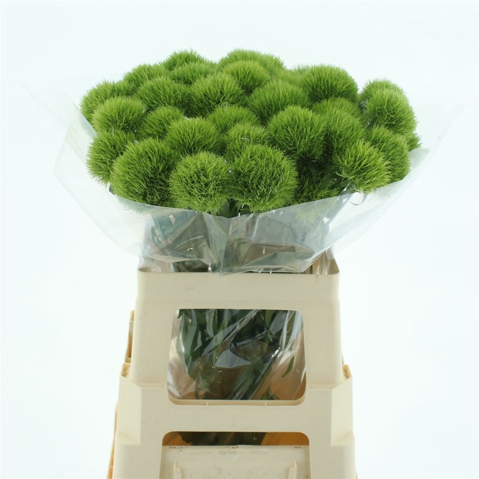 <h4>Di Barb Green Trick</h4>
