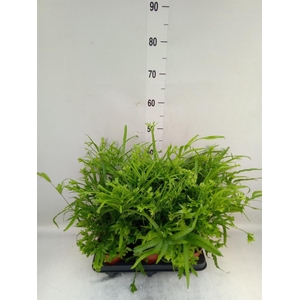 Pteris cretica 'Roeweri'