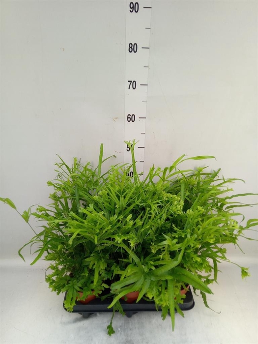 <h4>Pteris cretica 'Roeweri'</h4>