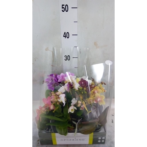 Phalaenopsis multi.   ...mix  5