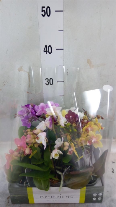 <h4>Phalaenopsis multi.   ...mix  5</h4>
