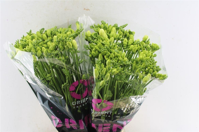 <h4>Fr Du Essence White</h4>