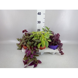 Tradescantia ...mix