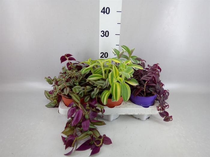 <h4>Tradescantia   ...mix</h4>