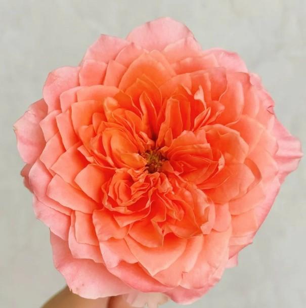 <h4>R Gr Dragon Fly</h4>