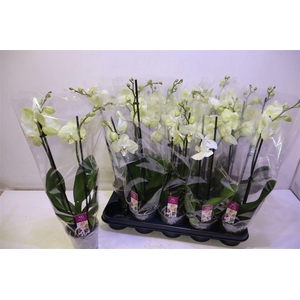 Phal Ov Creme