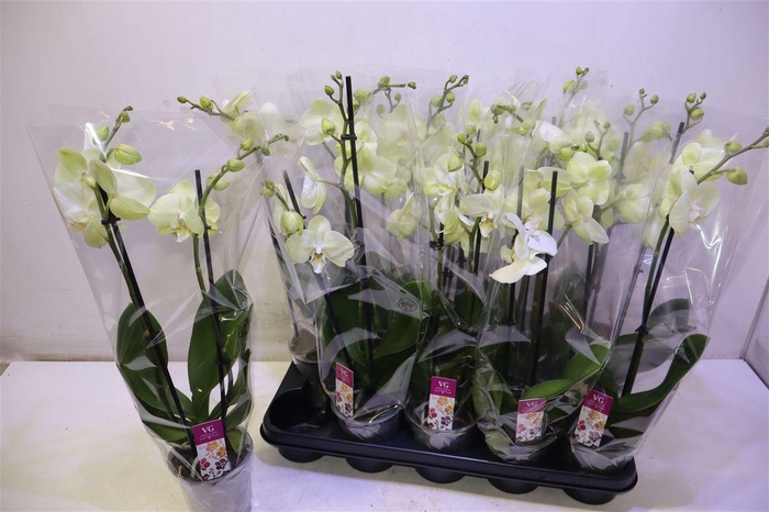 <h4>Phal Ov Creme</h4>