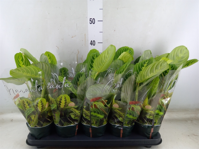 <h4>Maranta leuc. 'Lemon'</h4>