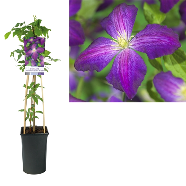 <h4>Clematis Jackmanii Purpurea PBR +light label</h4>