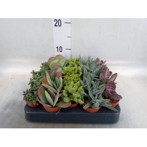 Succulents   ...