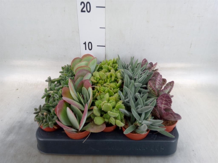 <h4>Succulents   ...</h4>