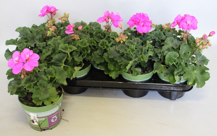 <h4>Pelargonium zonale Evi (Violet)</h4>
