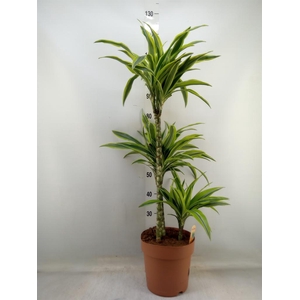 Dracaena fr de 'LemonLime'