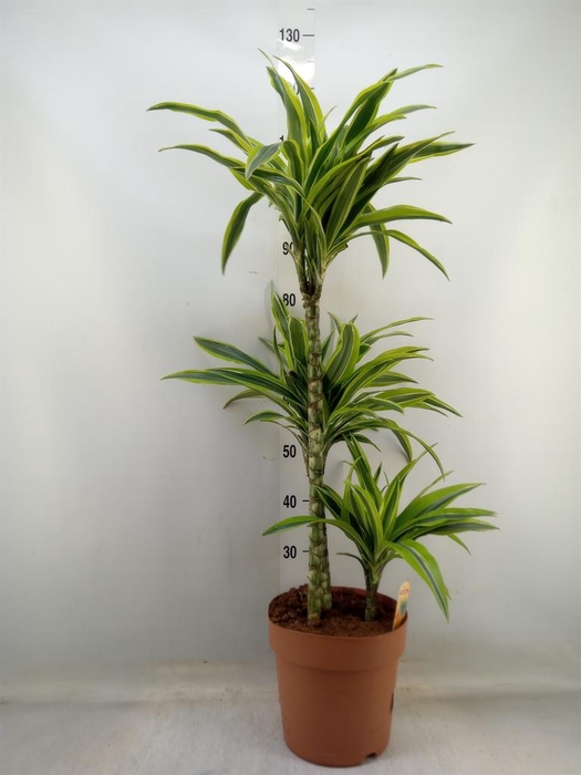 <h4>Dracaena fr de 'LemonLime'</h4>
