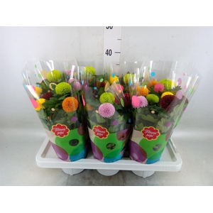 Chrysanthemum  'FlowPop'   ...mix