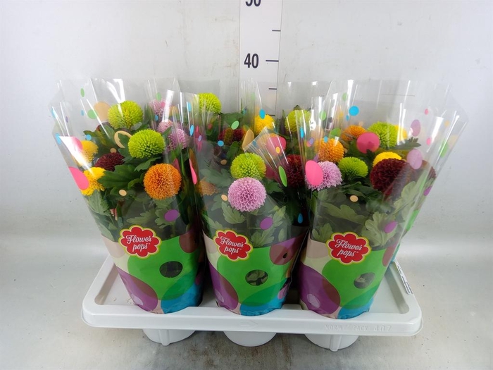 <h4>Chrysanthemum  'FlowPop'   ...mix</h4>