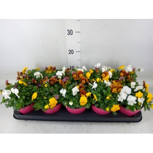 Viola corn. 'Evo Mini MM Vegas'