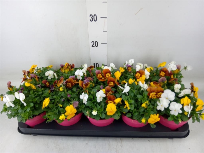 <h4>Viola corn. 'Evo Mini MM Vegas'</h4>