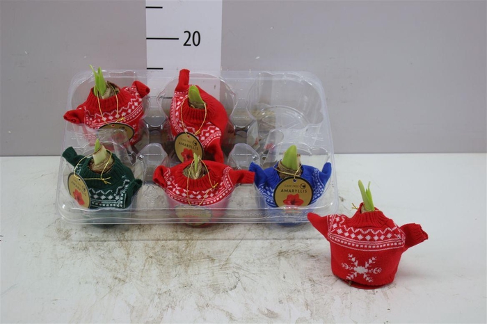 <h4>Hippeastrum In Bodywarmer Mix</h4>