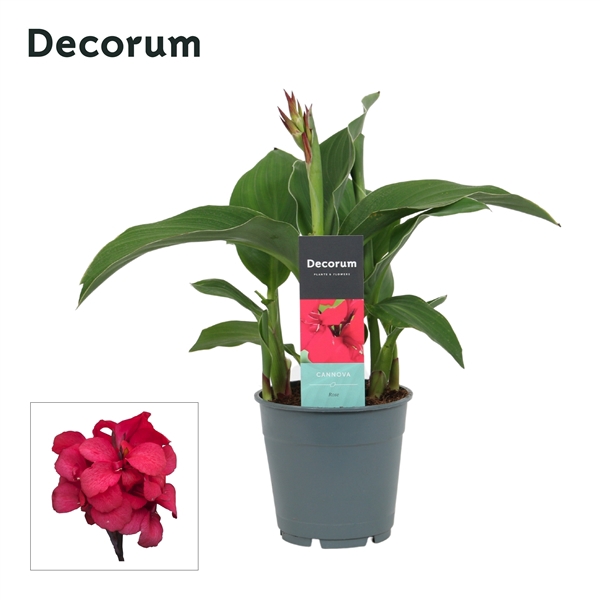 <h4>Canna Rose (Decorum)</h4>