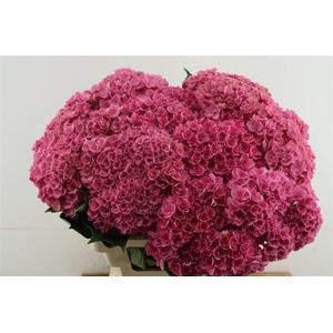 Hydr M Royal Kiss 60-20