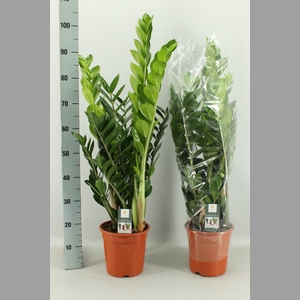 ZAMIO ZAMIIFOLIA