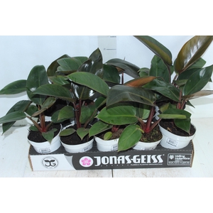 PHILODENDRON RED DIAMOND P12