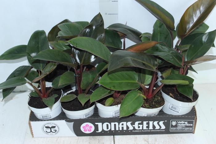<h4>PHILODENDRON RED DIAMOND P12</h4>