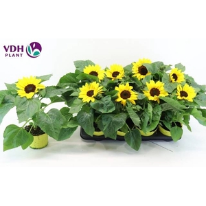HELI SUNRAY YELLOW