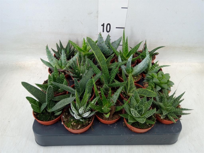 <h4>Aloe   ...mix</h4>