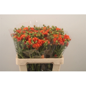 Geum Tropic Tempest