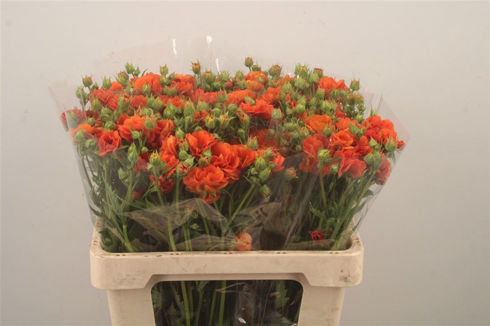 <h4>Geum Tropic Tempest</h4>