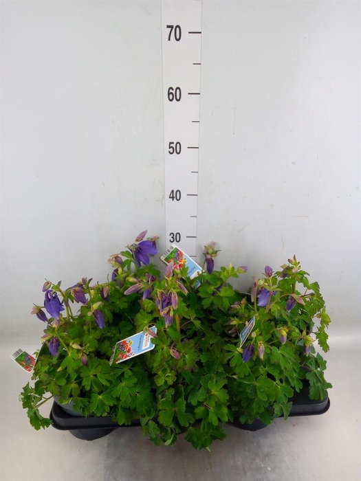 <h4>Aquilegia   ...</h4>