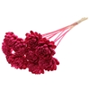 Shola New Beauty Rose Ø8cm on stem Cerise