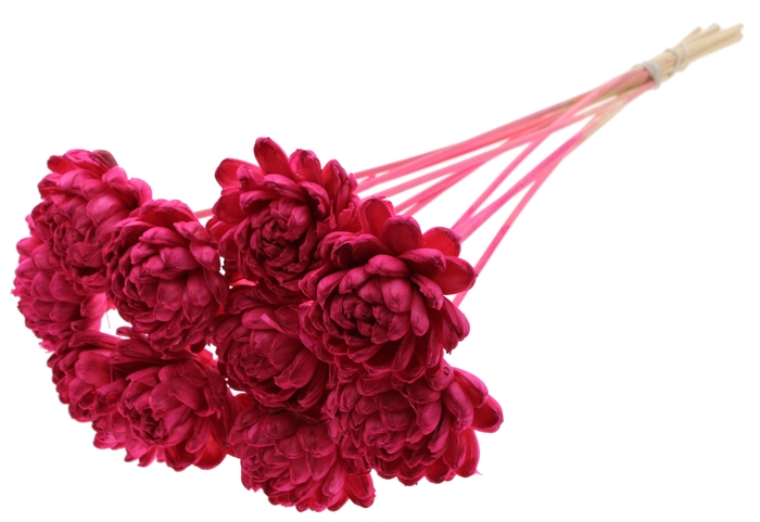 Shola New Beauty Rose Ø8cm on stem Cerise