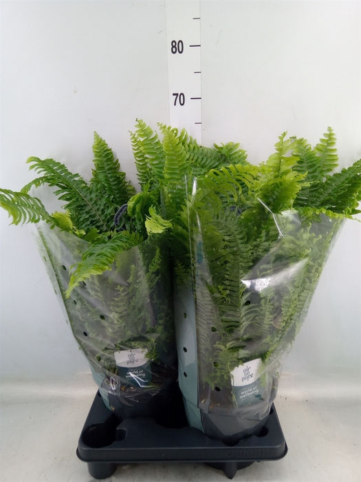 <h4>Nephrolepis exal. 'Green Lady'</h4>