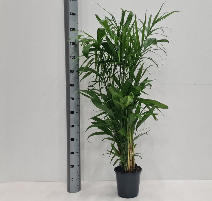 <h4>CHAMAED SEIFRIZII</h4>