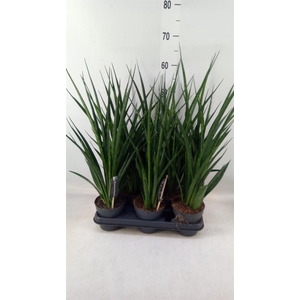 Sansevieria kirkii 'Friends'