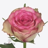 Rosa large monique