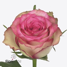 Rosa large monique