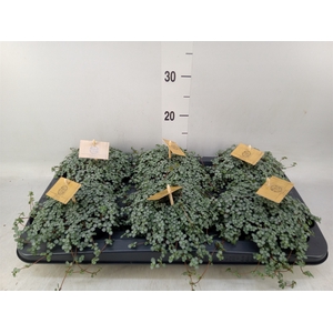 Pilea glaucophylla 'Greyzy'
